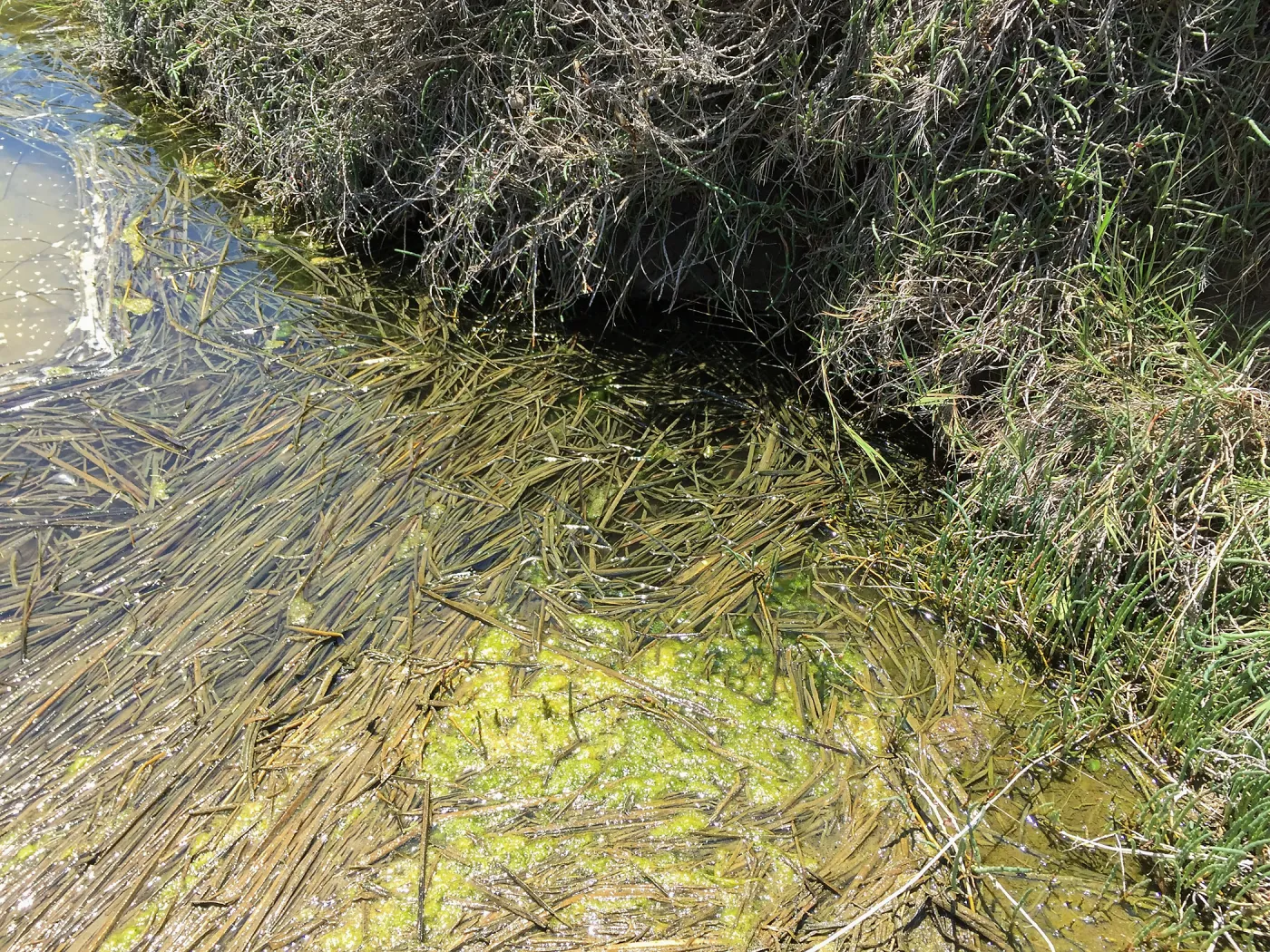 Santa Rosa Island Trip, Frogs in Lobo Canyon slough