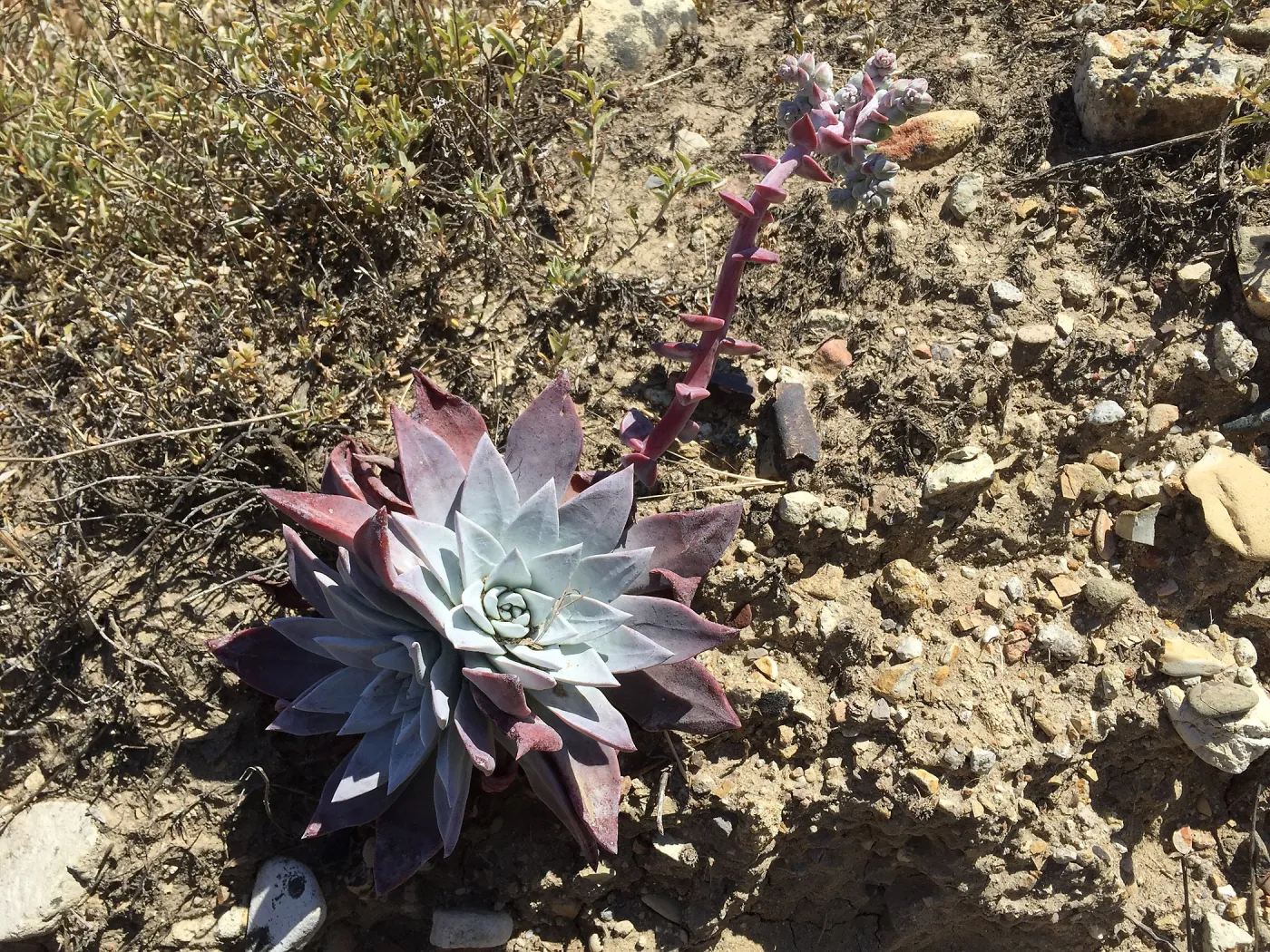 Santa Rosa Island Trip, Greene's Liveforever (Dudleya greenei)