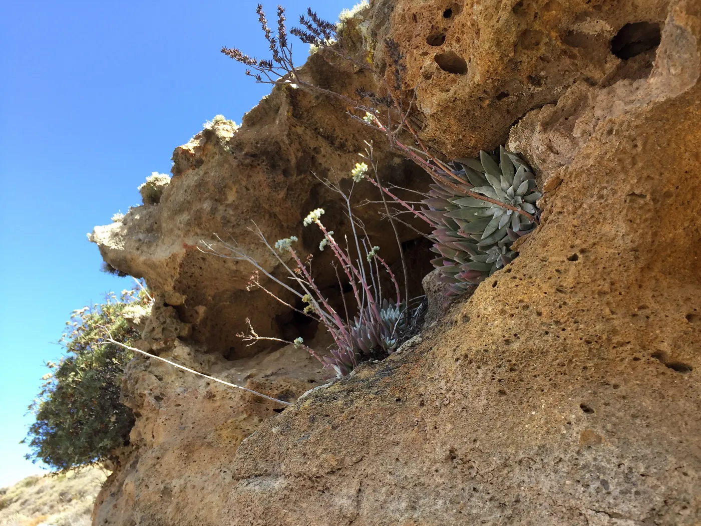 Santa Rosa Island Trip, hiking on Smith Highway to Lobo Canyon, Greene's Dudleya (Dudleya greenei)