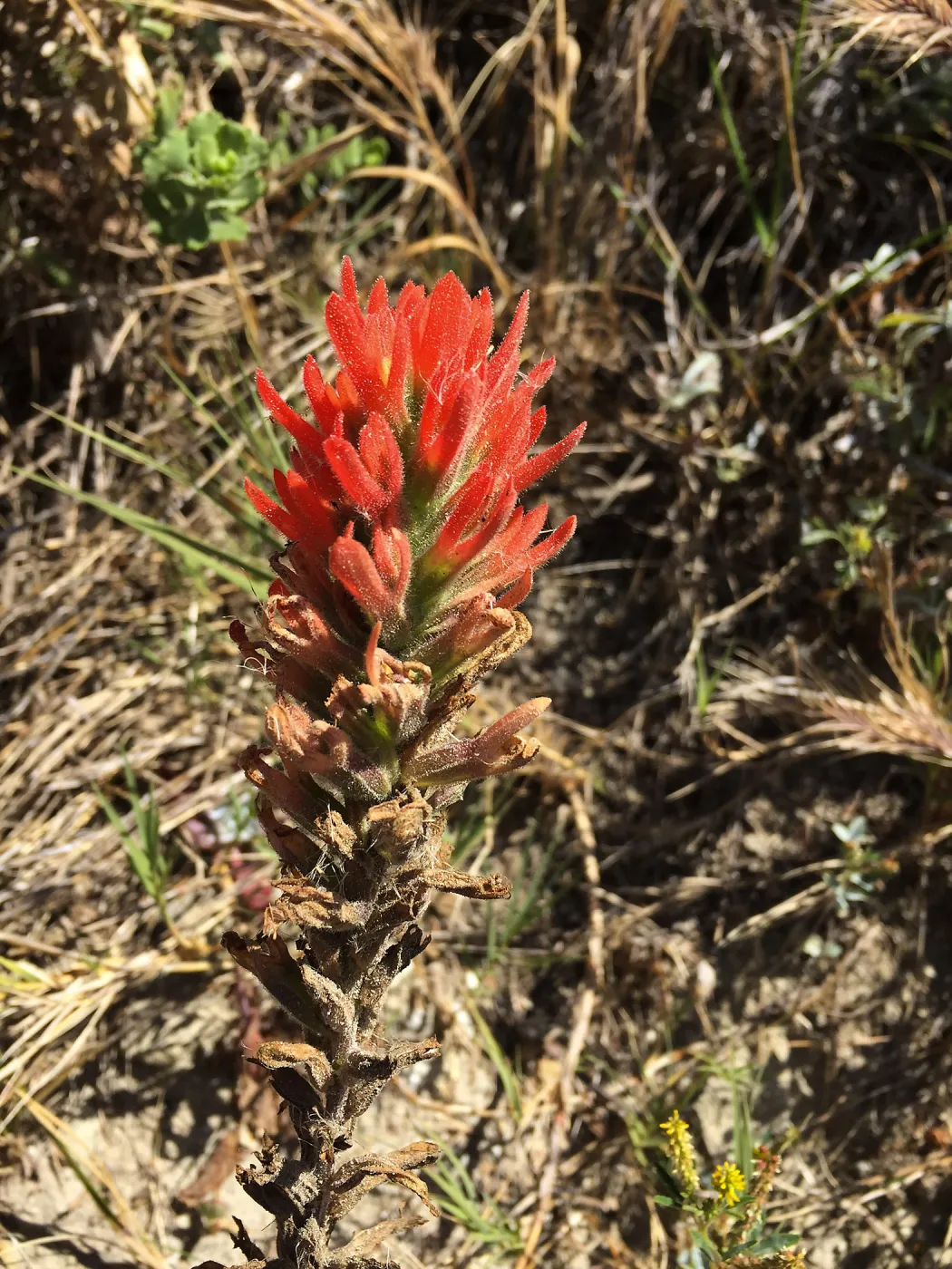 Santa Rosa Island Trip, Indian Paintbrush