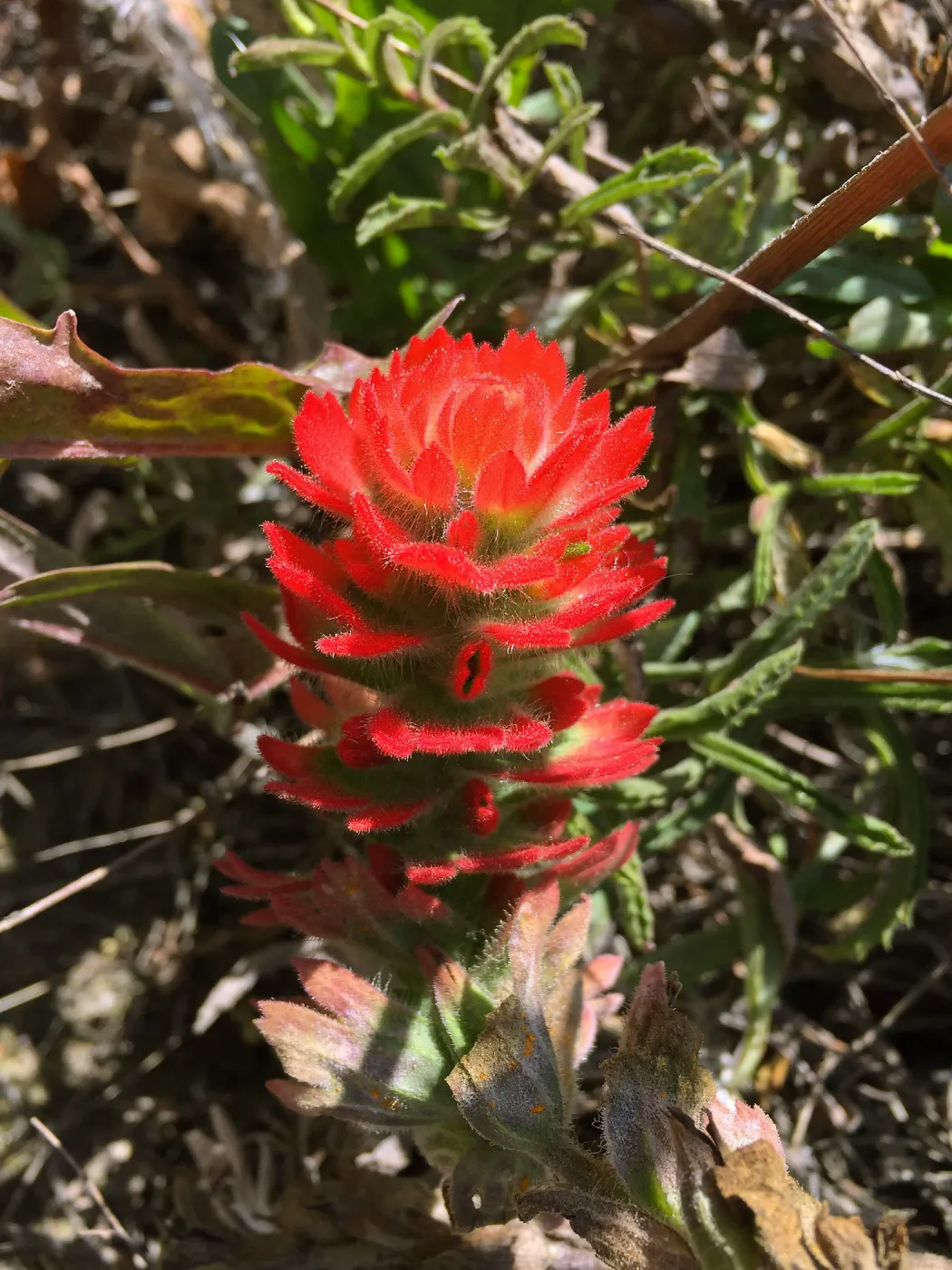 Santa Rosa Island Trip, Indian Paintbrush