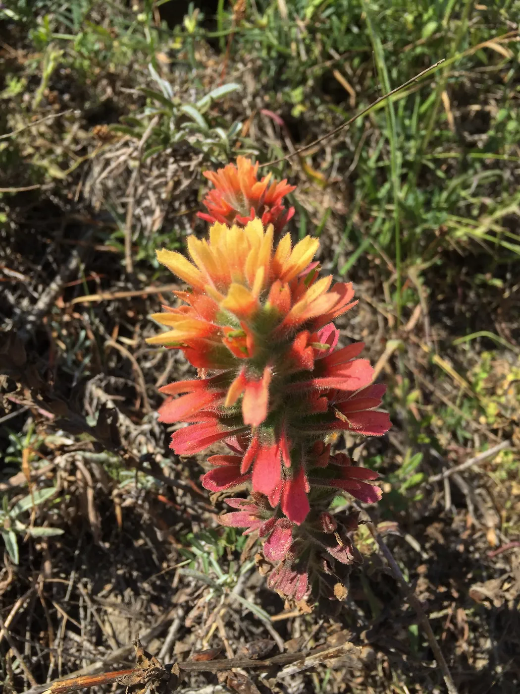 Santa Rosa Island Trip, Indian Paintbrush