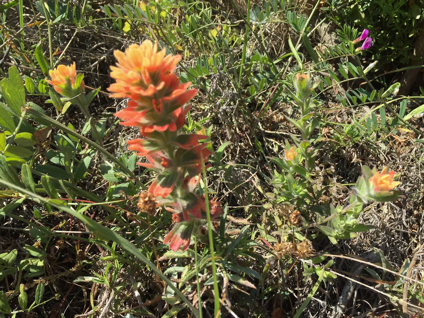 Santa Rosa Island Trip, Indian Paintbrush