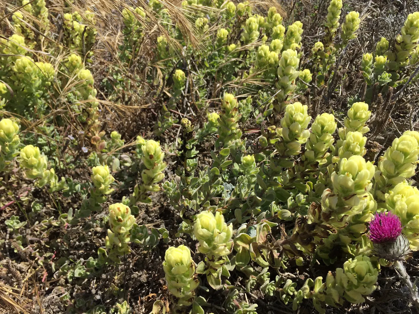 Santa Rosa Island Trip, Soft Leaved Indian Paintbrush (Castilleja mollis)