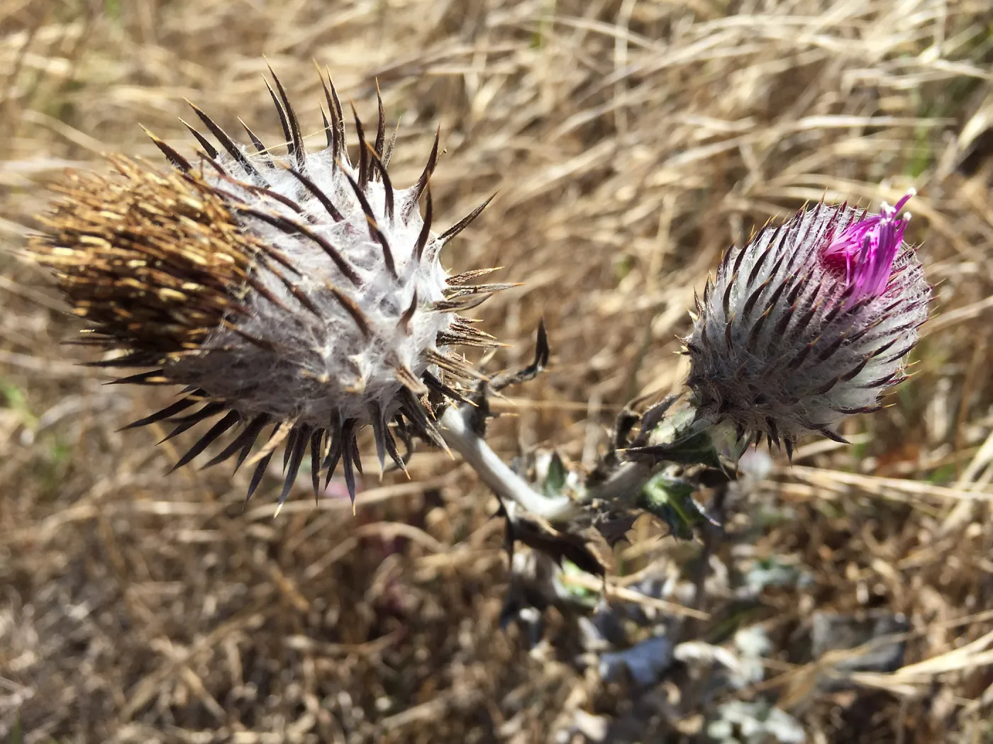 Santa Rosa Island Trip, Cobweb thistle (Cirsium occidentale)