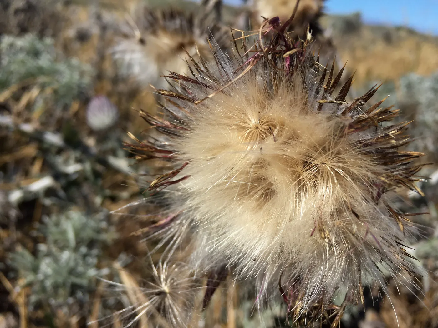Santa Rosa Island Trip, Cobweb thistle (Cirsium occidentale)