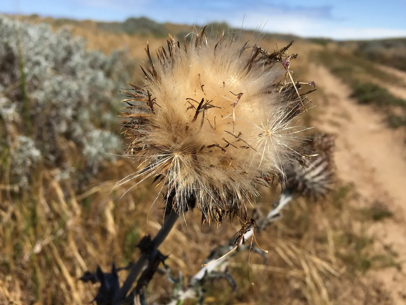 Santa Rosa Island Trip, Cobweb thistle (Cirsium occidentale)