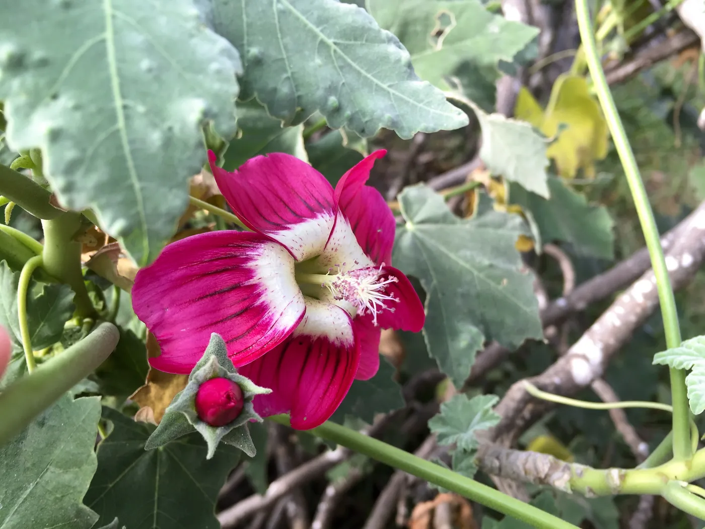 Santa Rosa Island Trip, Island Mallow (Malva assurgentiflora)