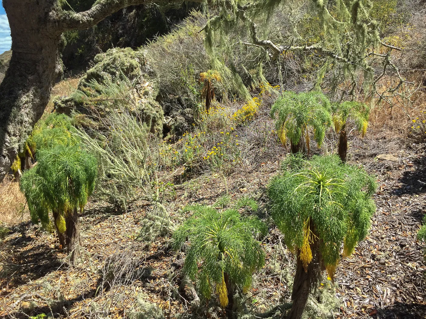 Santa Rosa Island Trip, Giant Coreopsis (Leptosyne gigantea) in Lobo Canyon