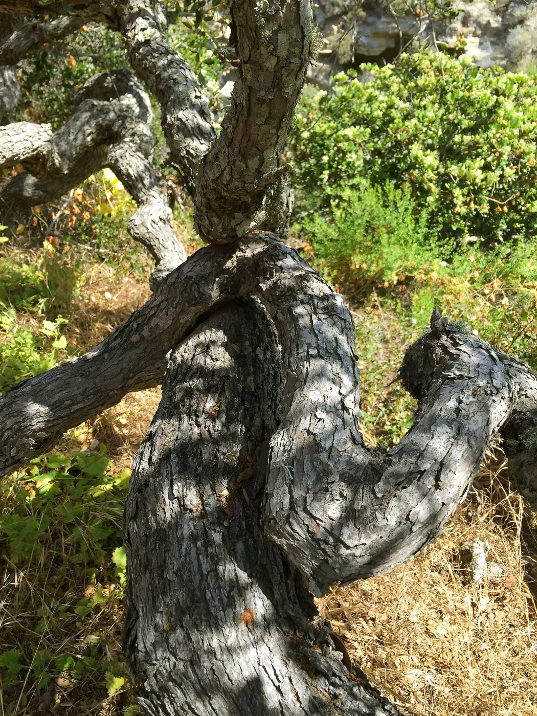 Santa Rosa Island Trip, Oak tree
