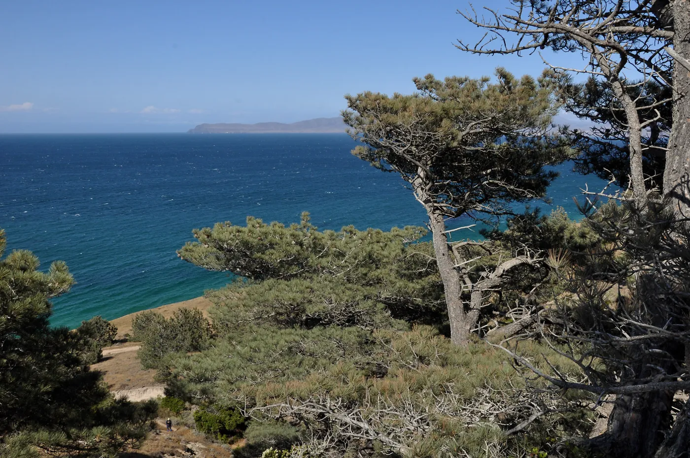 Santa Rosa Island Trip, Torrey Pines (Pinus torreyana)