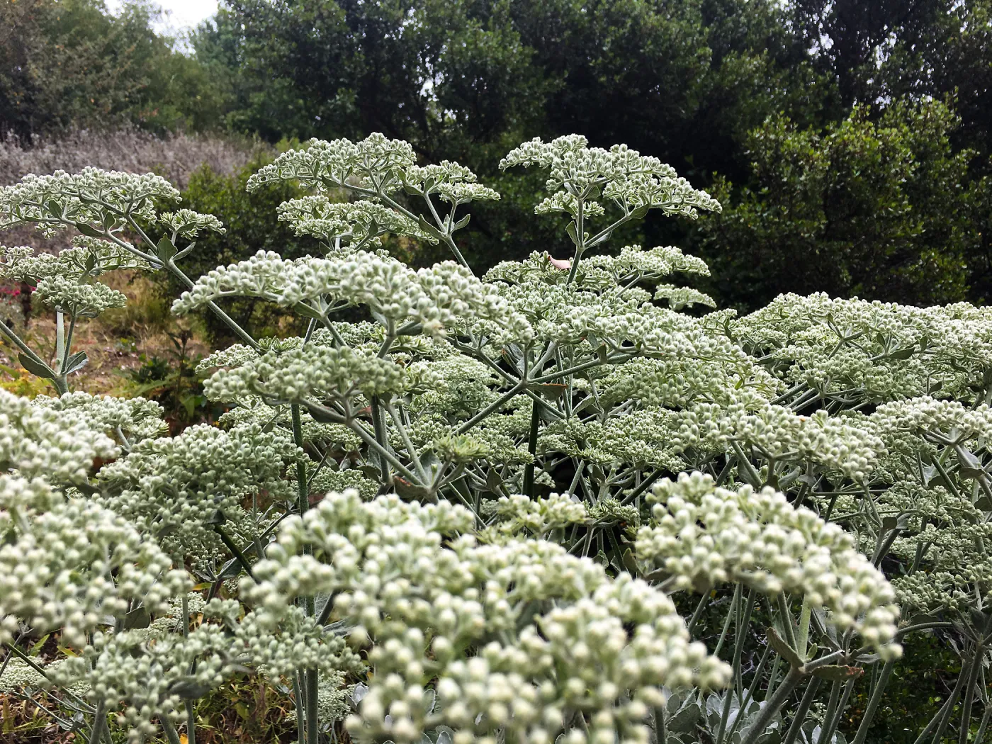 Eriogonum (wild buckwheat)