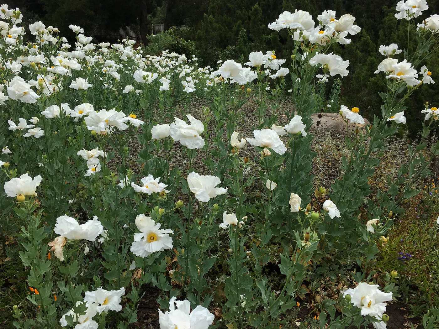 Matilija poppies