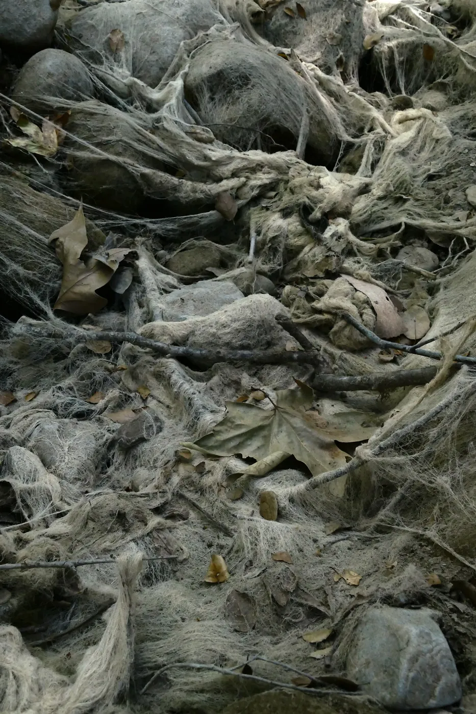 Ghost creek, lower creek crossing