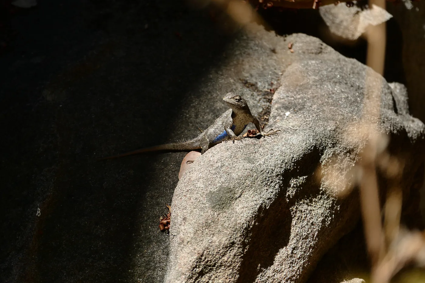 Western Fence Lizard
