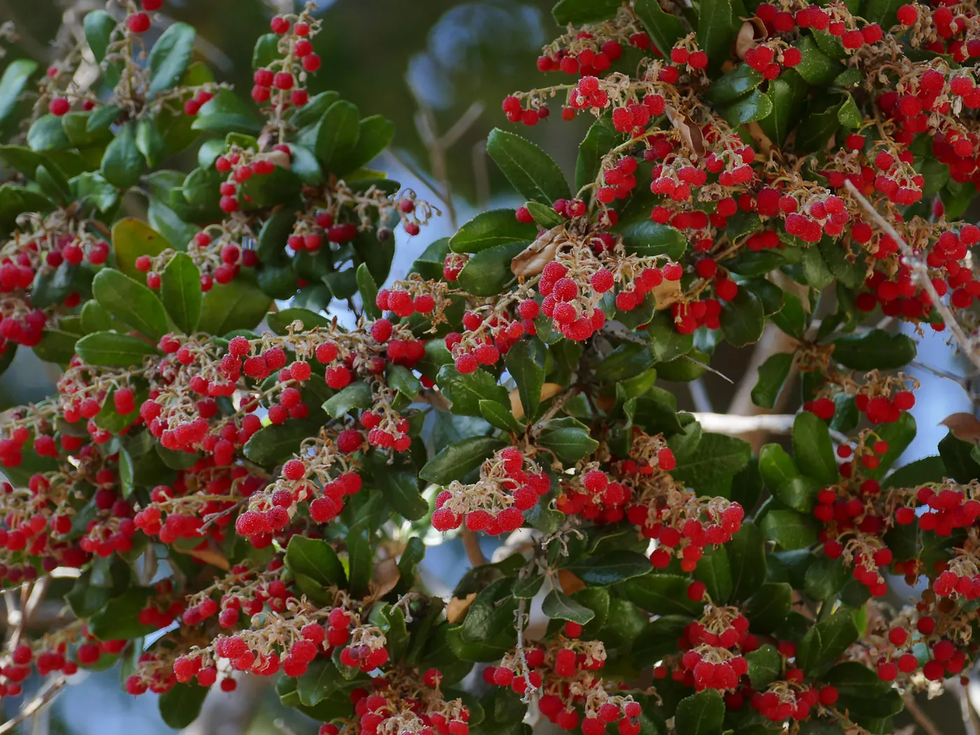 Summer Holly