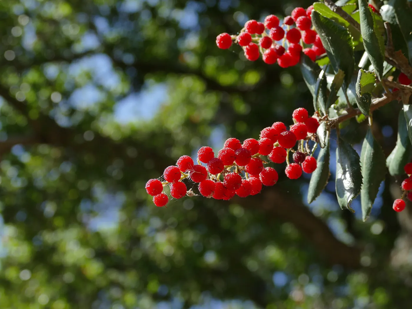 Summer Holly