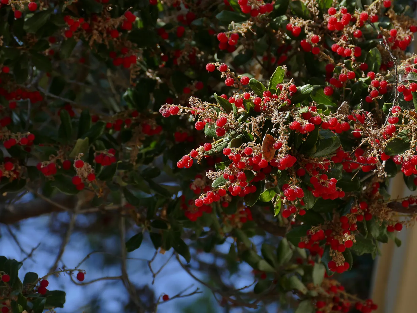 Summer Holly