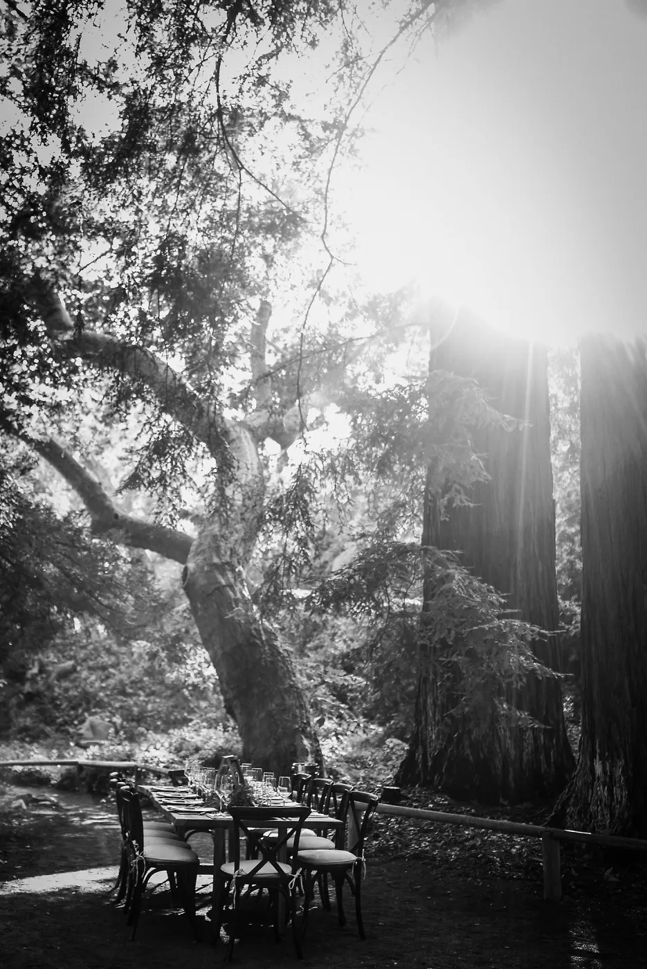 Garden to Table Dinner in the Redwoods 2017
