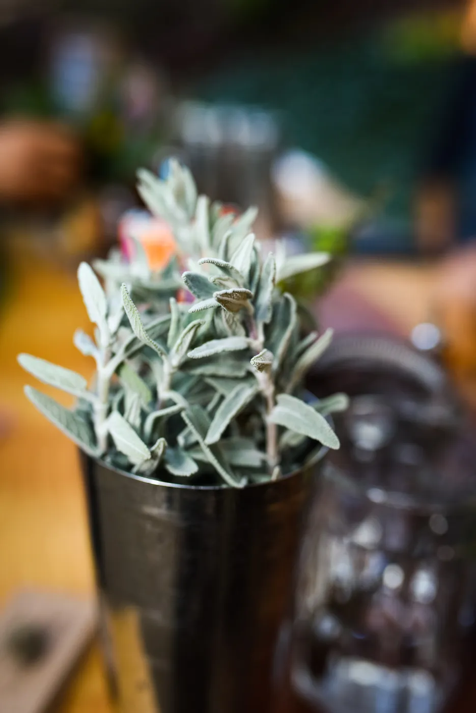 Garden to Table Dinner in the Redwoods 2017, sage for Redwood gin & tonic