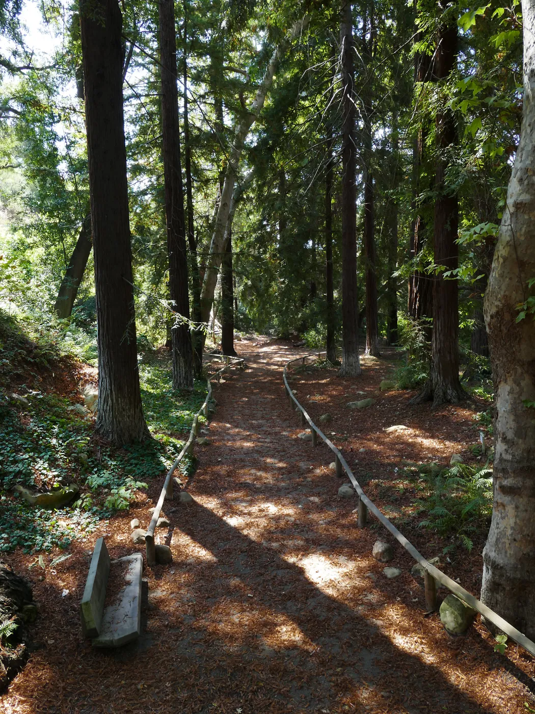 Carpet of redwood leaves