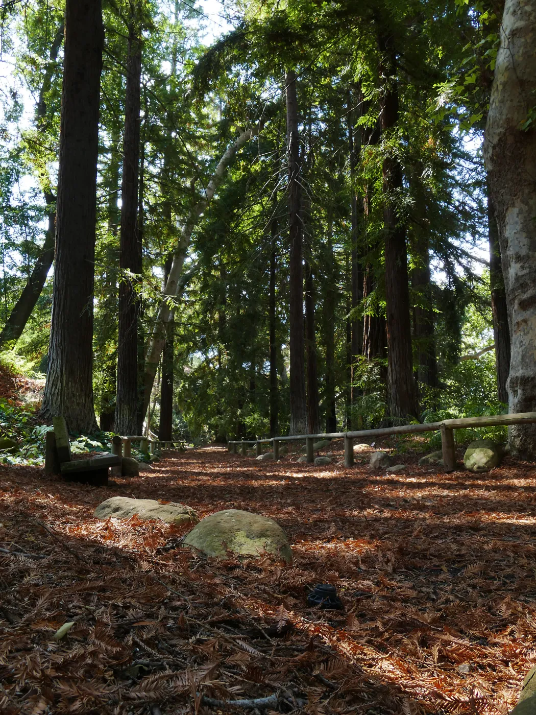 Carpet of redwood leaves