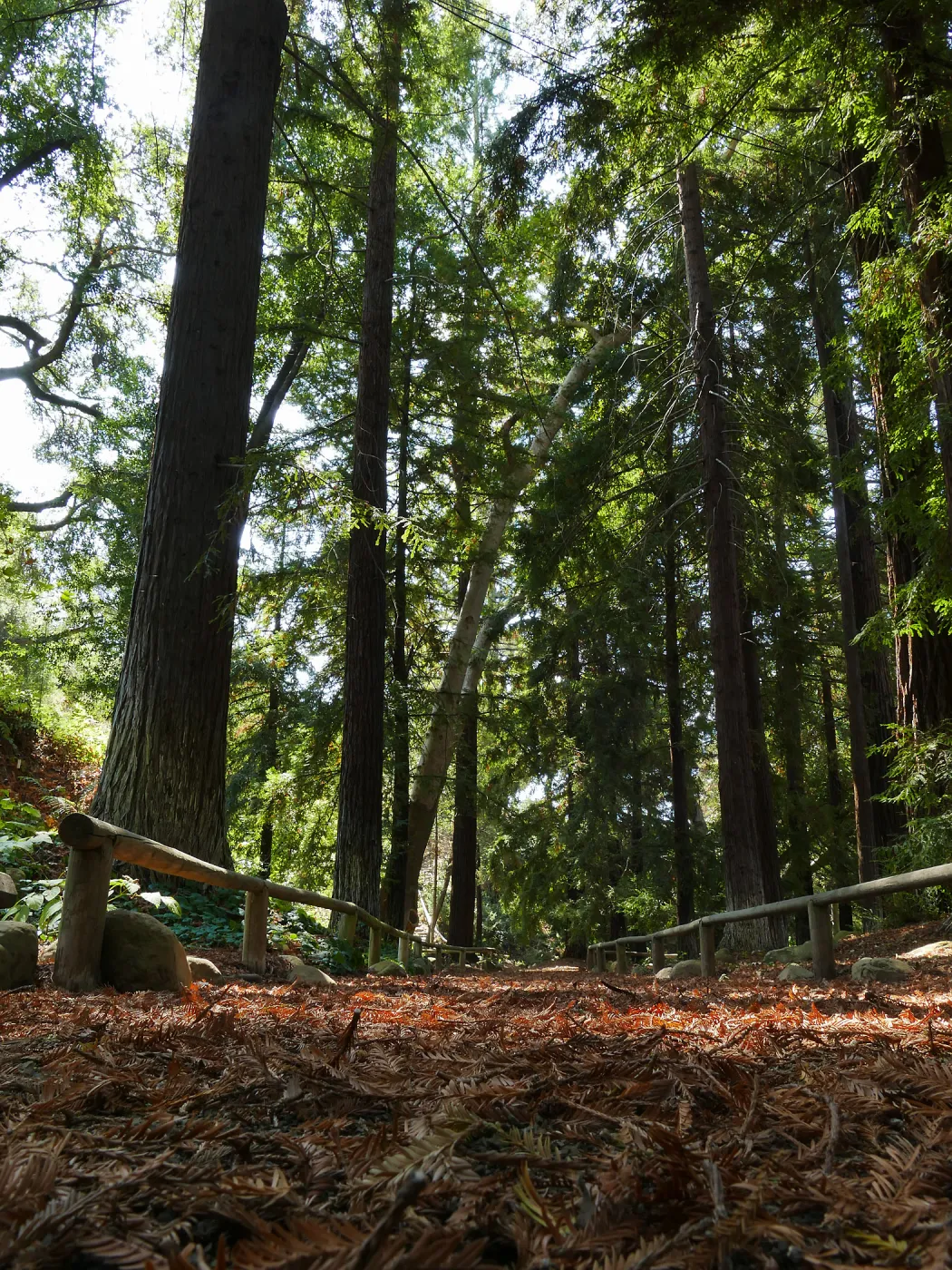 Carpet of redwood leaves