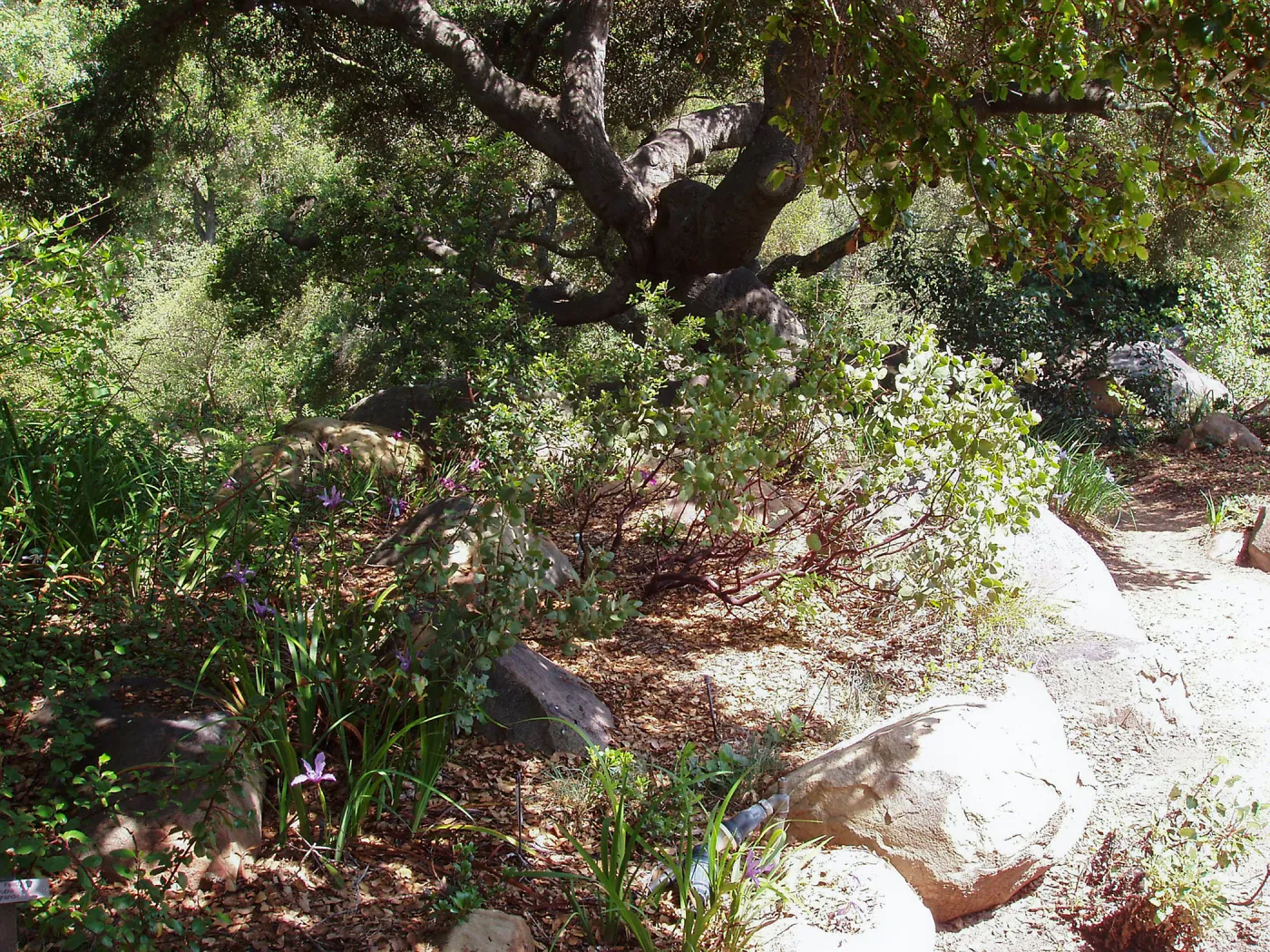 Manzanita Section