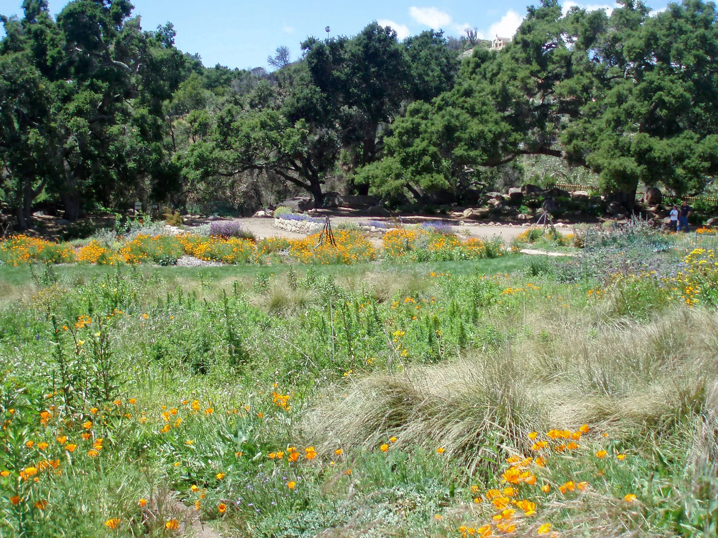 Meadow Terrace and Meadow
