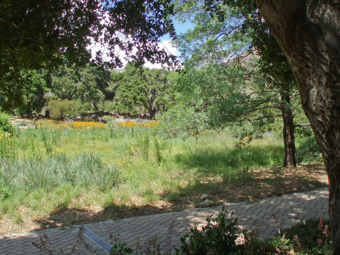 Meadow Terrace and Meadow