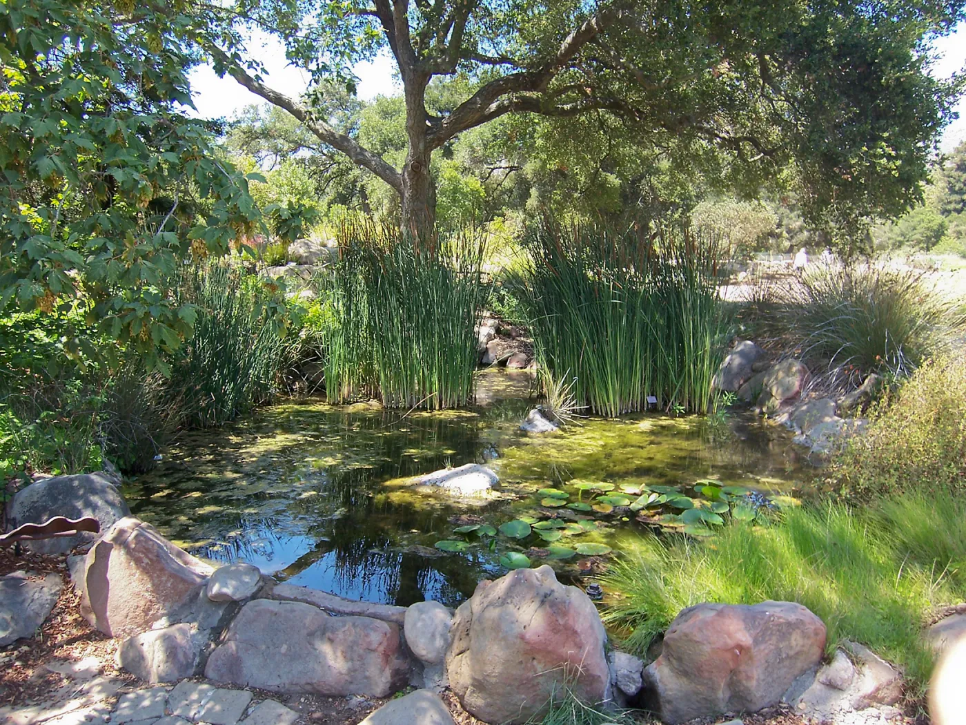 Pond