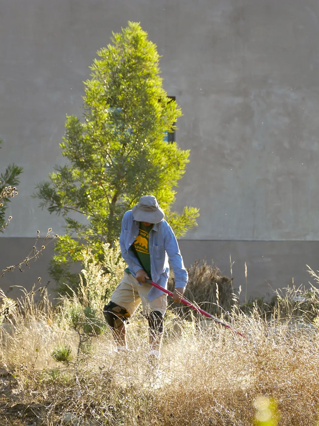 Robert Carrillo weeding around recently planted trees