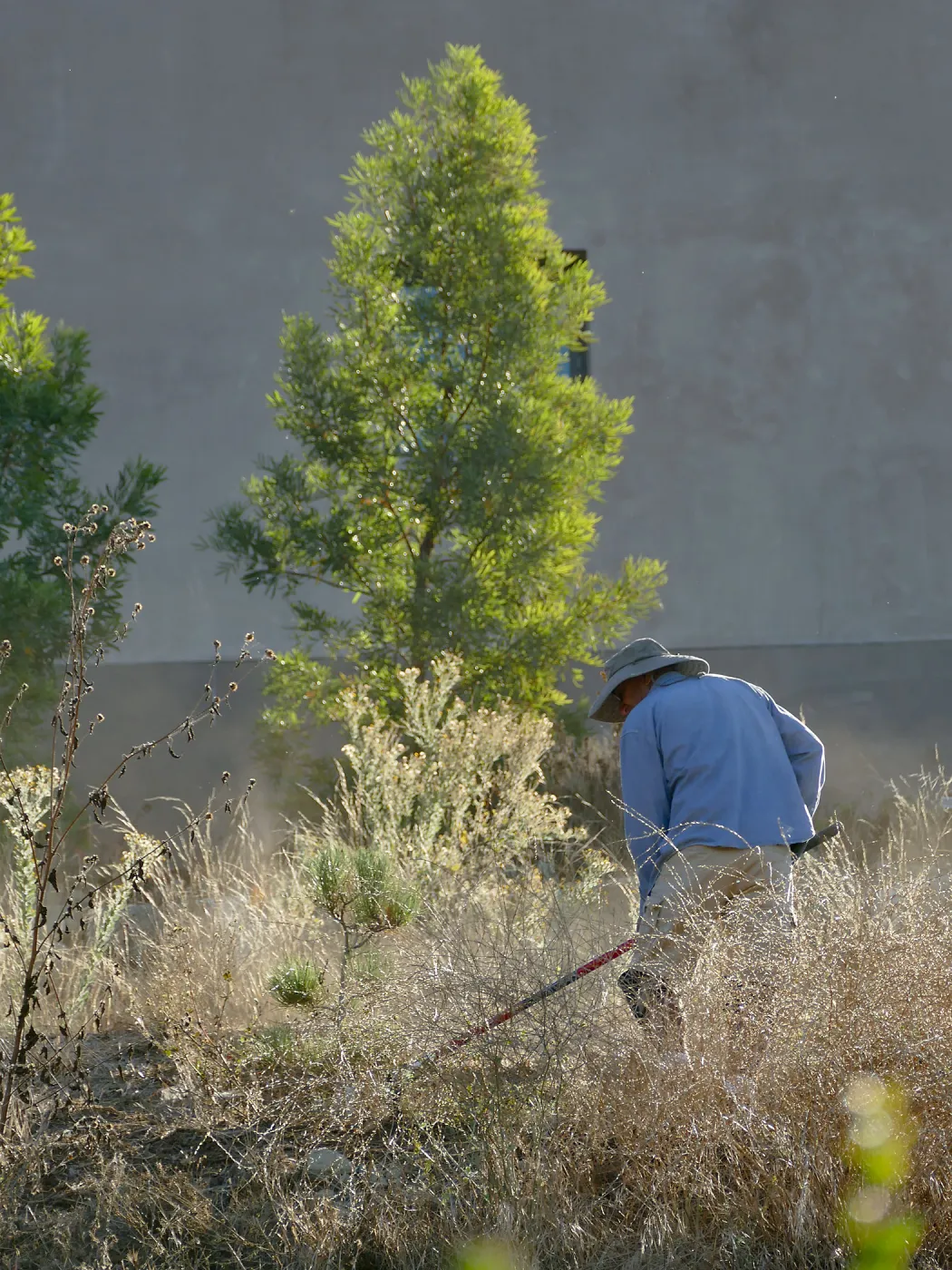 Robert Carrillo weeding around recently planted trees