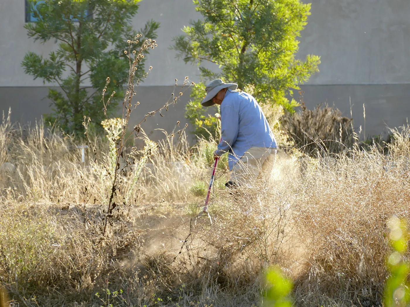 Robert Carrillo weeding around recently planted trees