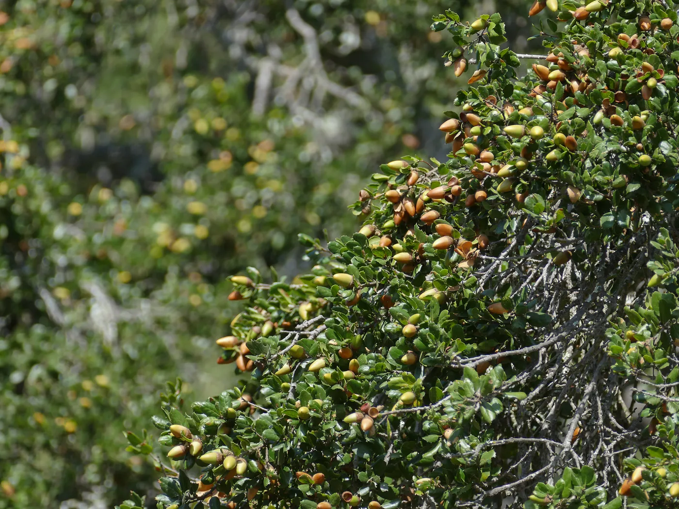 Coast live oak acorns on tree