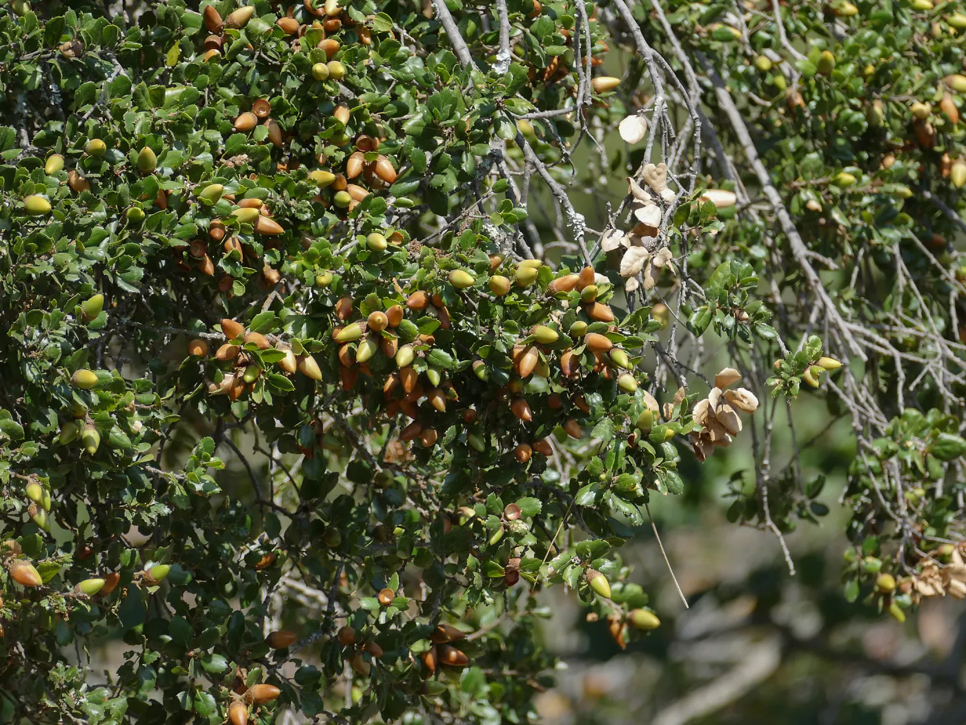 Coast live oak acorns on tree