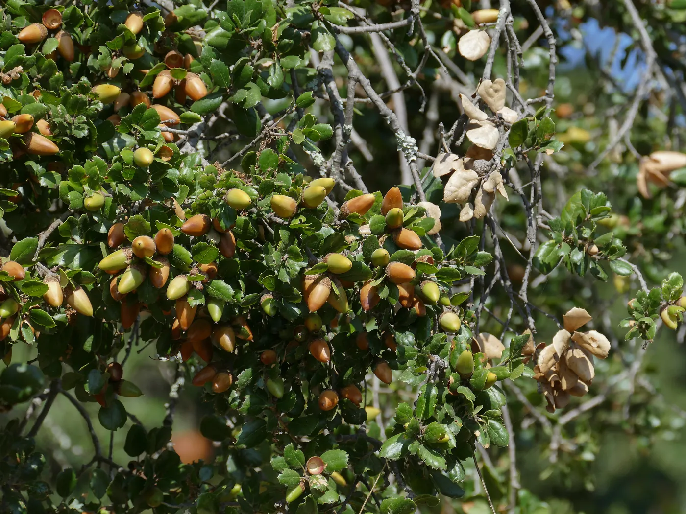 Coast live oak acorns on tree