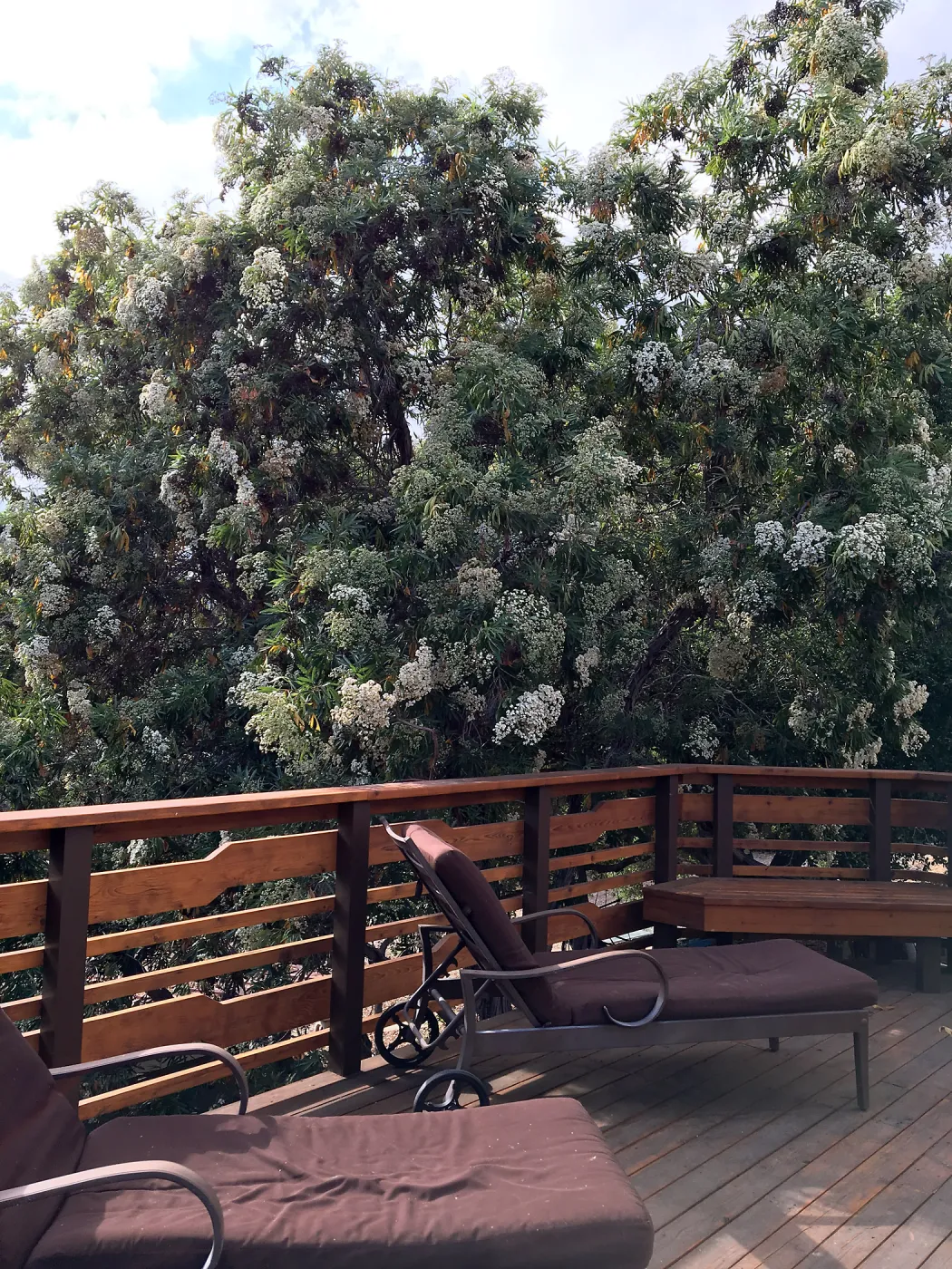 Island Ironwood at Peter Schuyler's garden