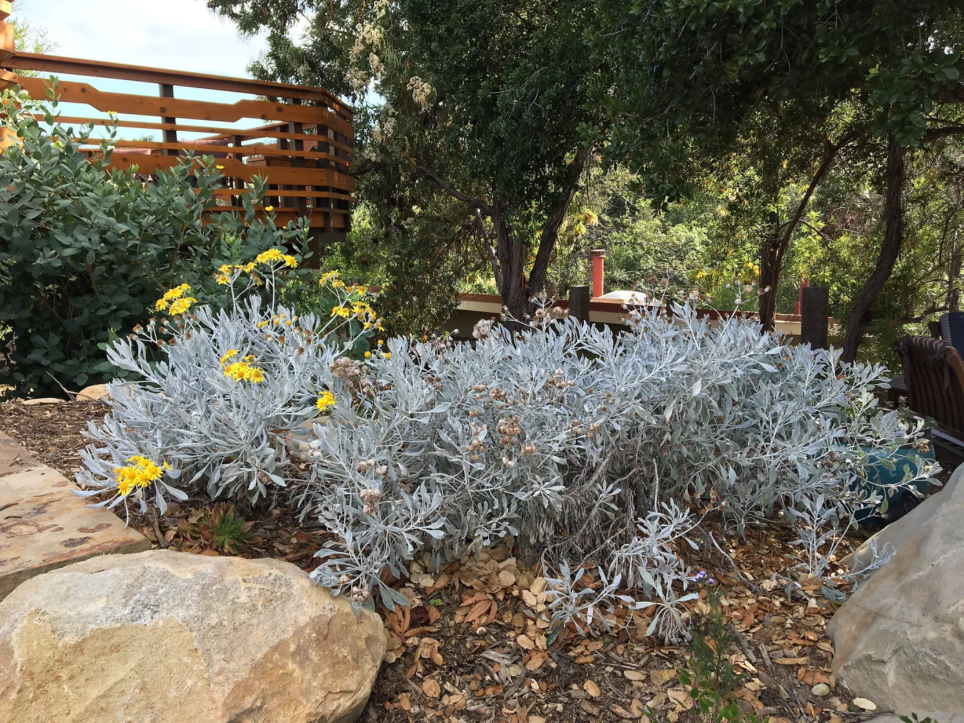Senecio palmeri at Peter Schuyler's garden