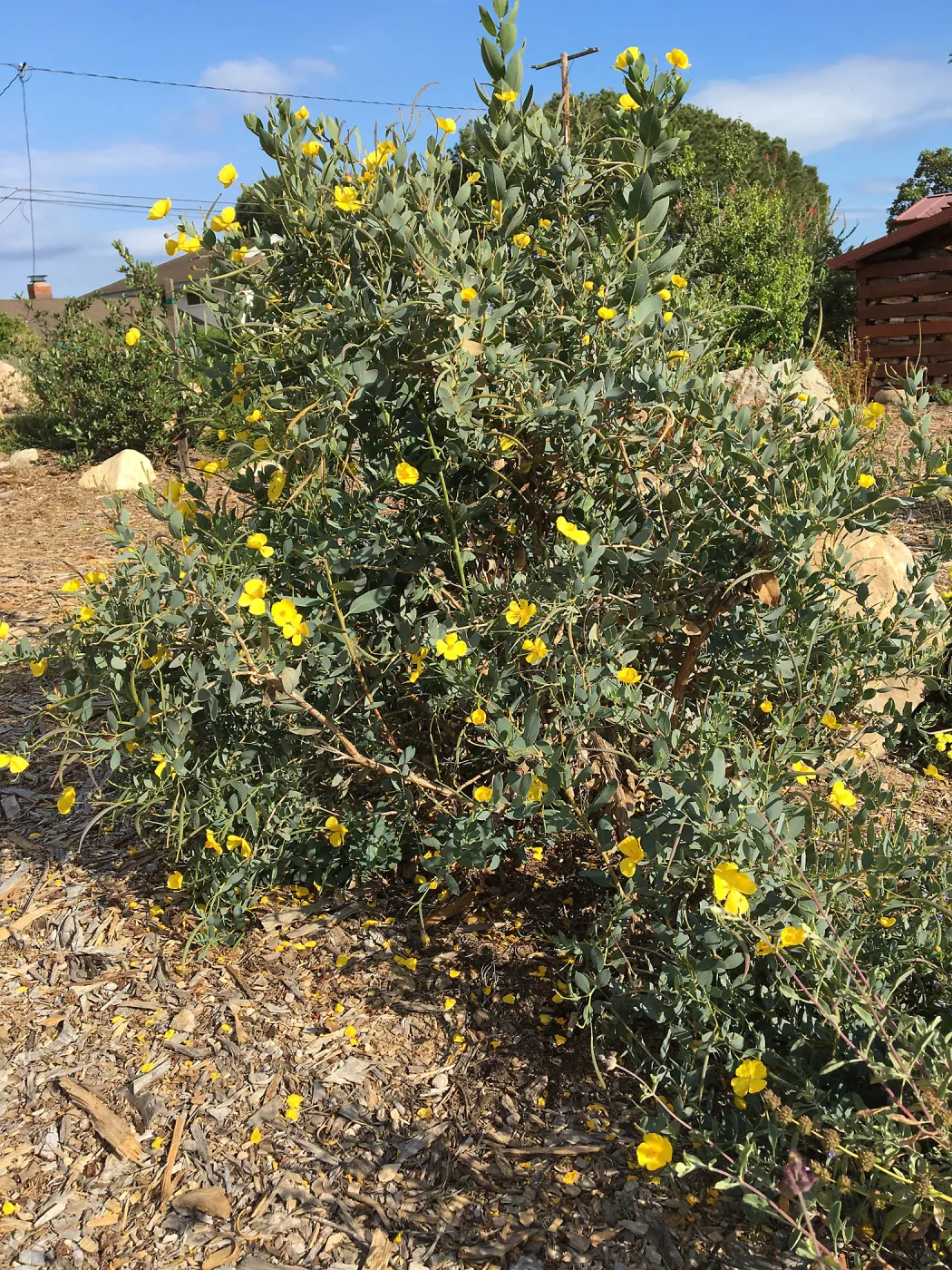 Dendromecon harfordii at Peter Schuyler's garden