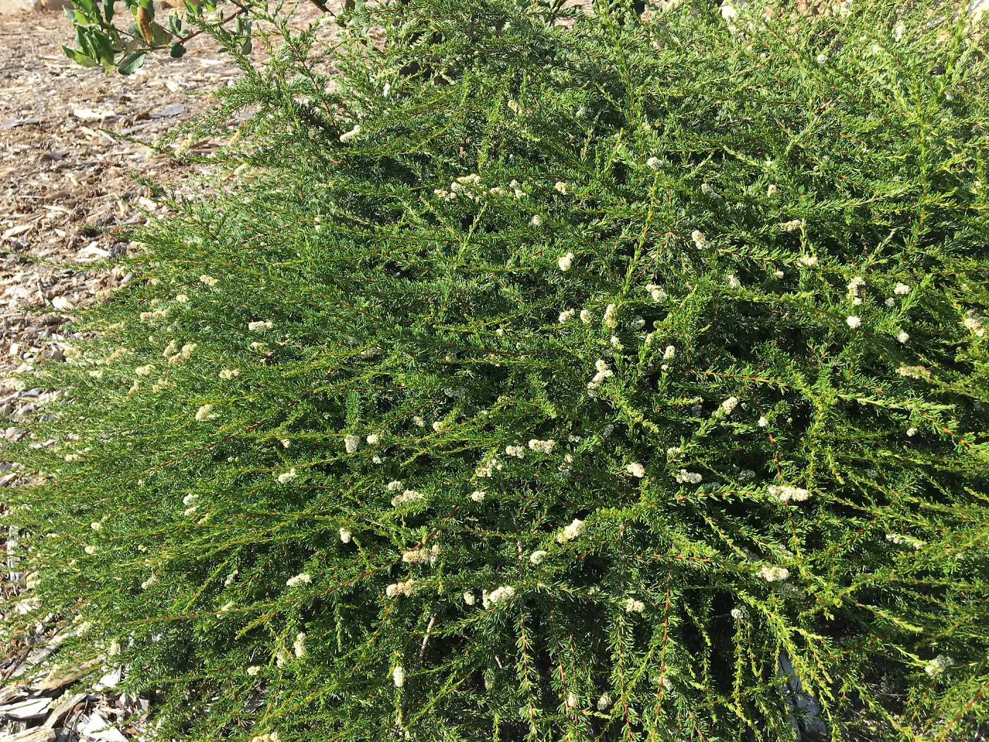 Prostrate Adenostoma fascicularis at Peter Schuyler's garden