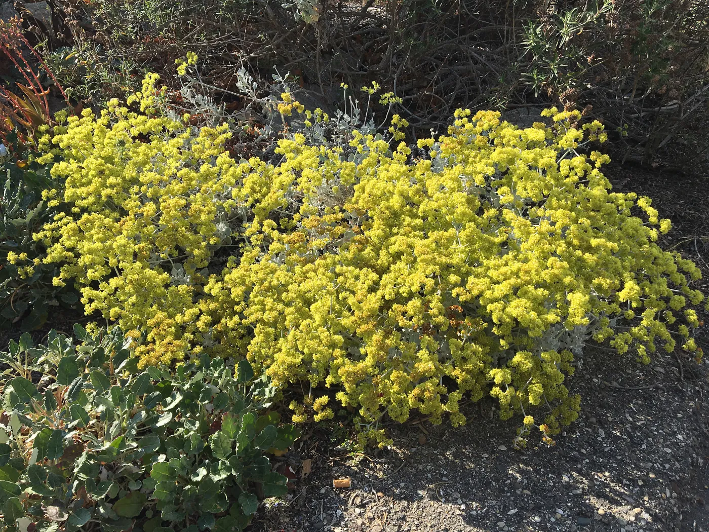 Eriogonum crocatumr at Peter Schuyler's garden
