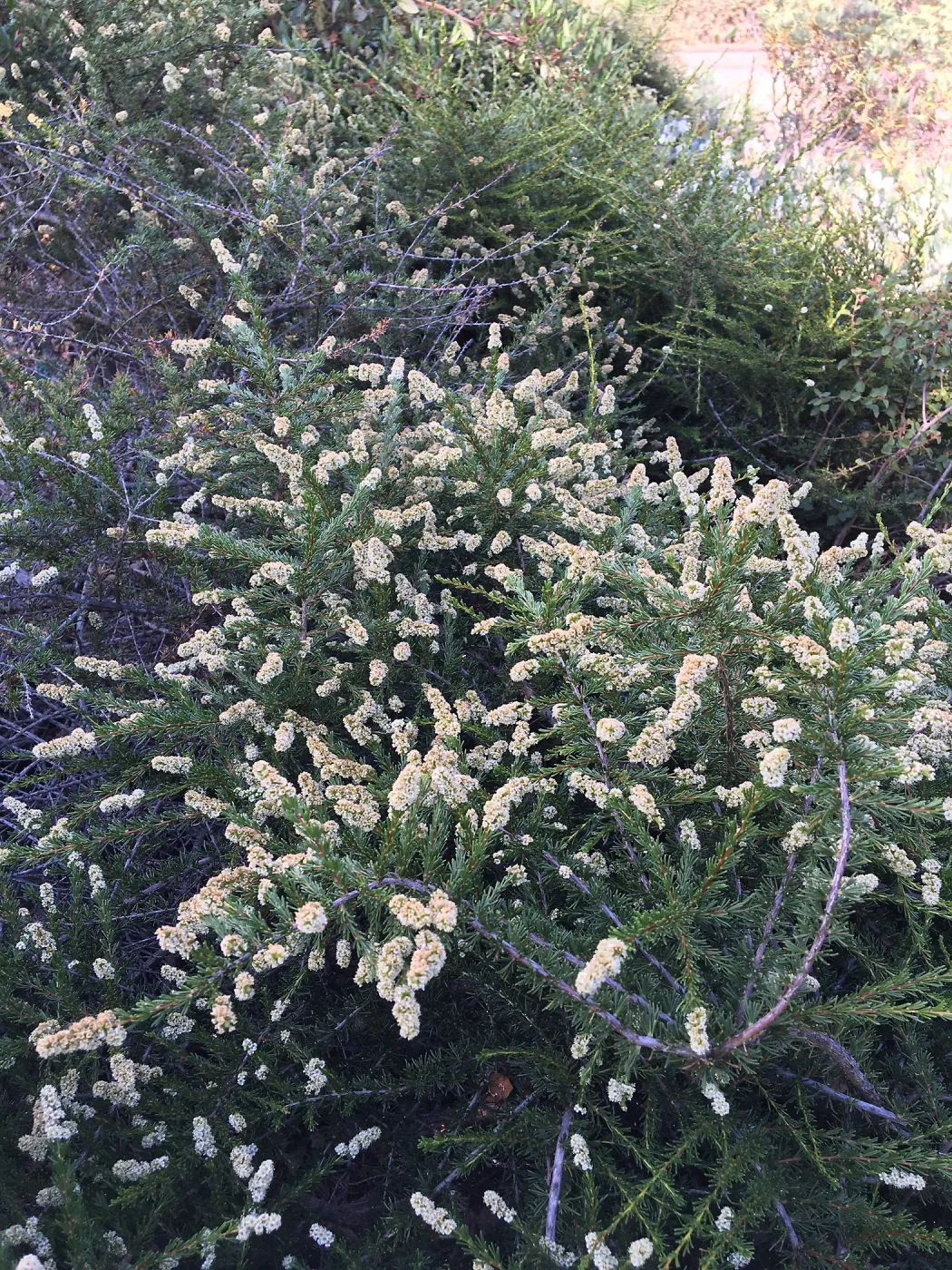Prostrate Adenostoma fascicularis at Peter Schuyler's garden