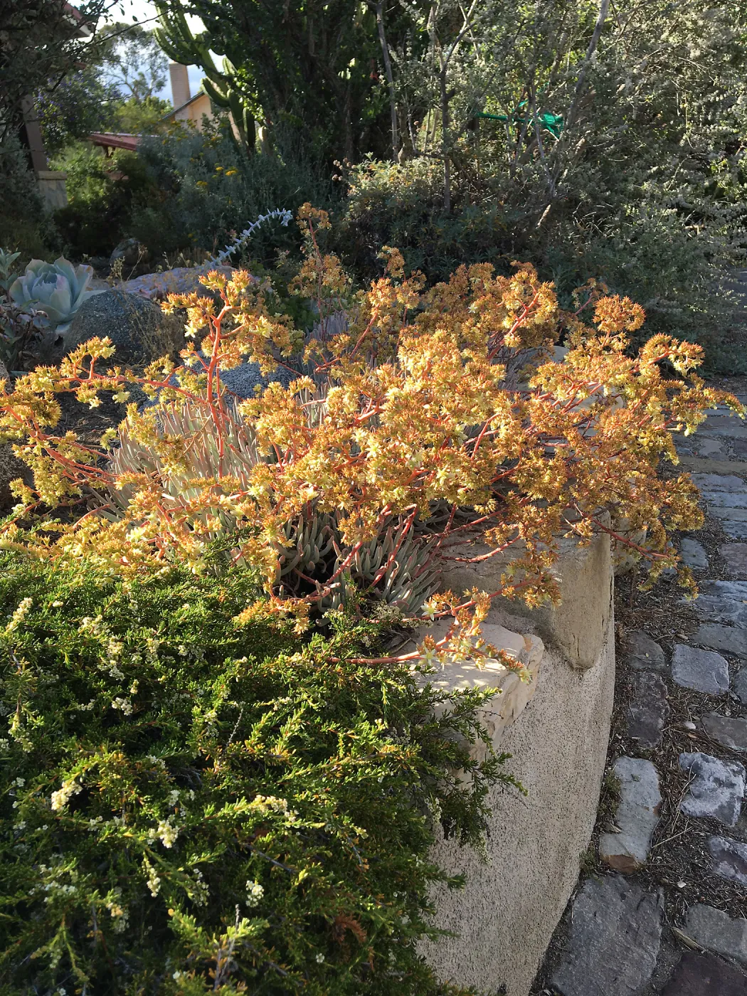 Prostrate Adenostoma and Dudleya hassei at Schuyler's garden