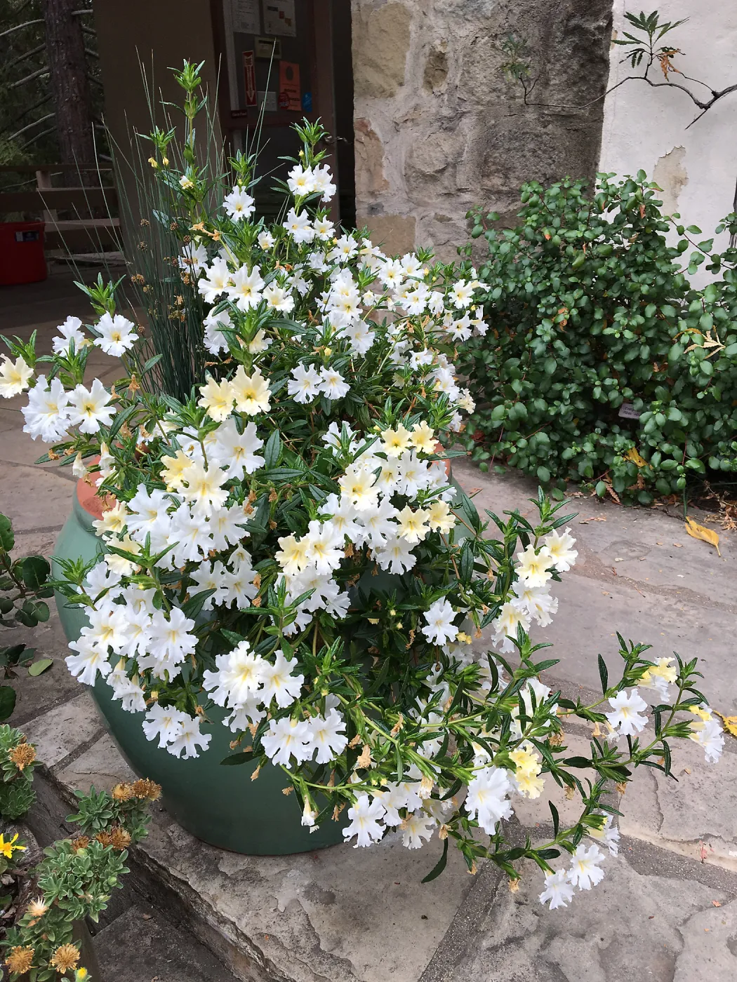 Mimulus â€˜Jelly Bean White' in container on library steps
