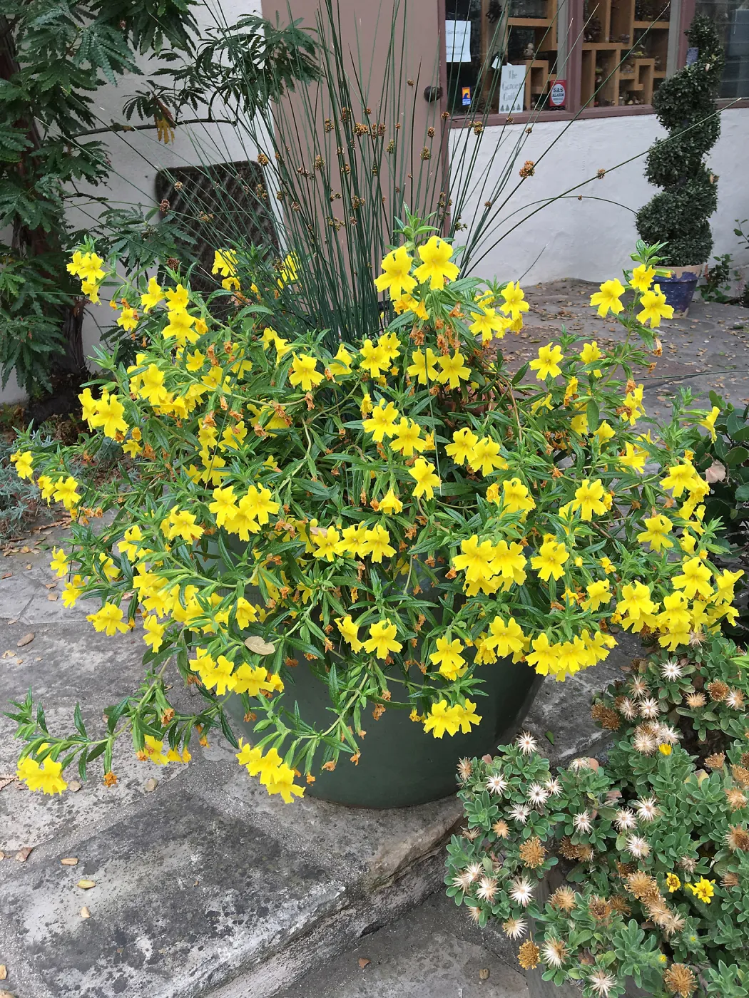 Mimulus â€˜Jelly Bean Yellow' in container on library steps