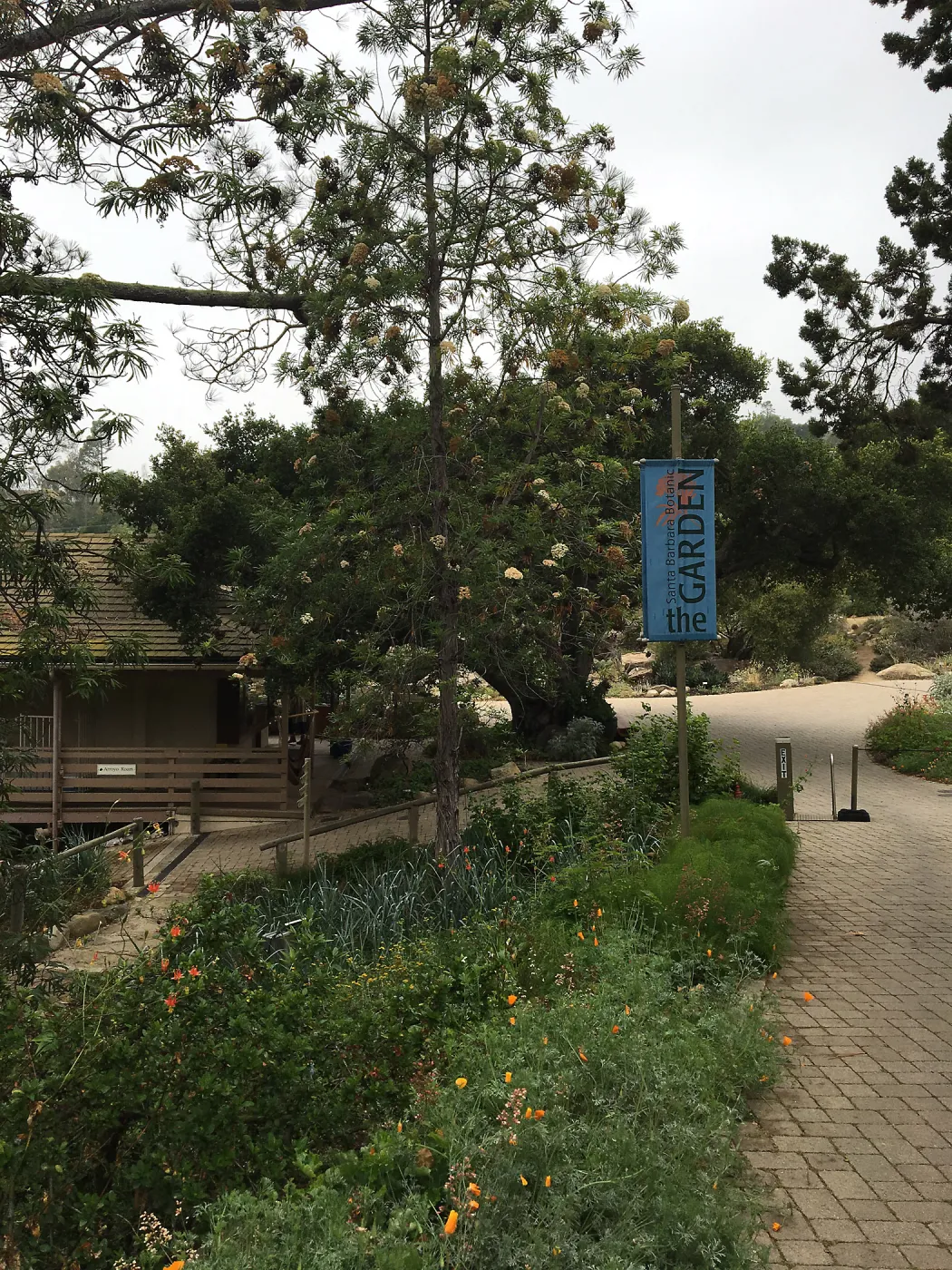 SBBG Entrance, Santa Cruz Island Ironwood