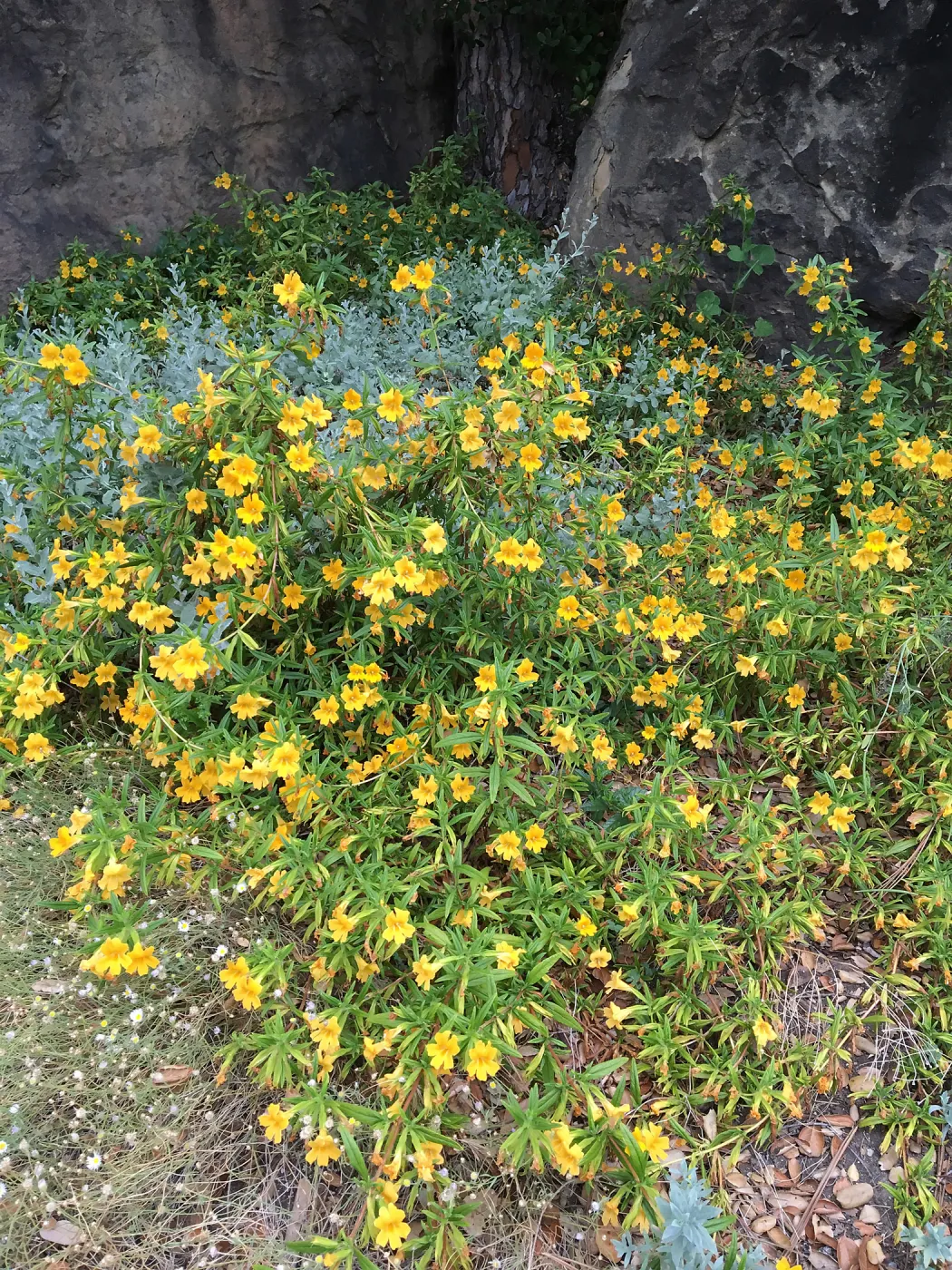 Mimulus â€˜Jelly Bean Gold' at the entrance