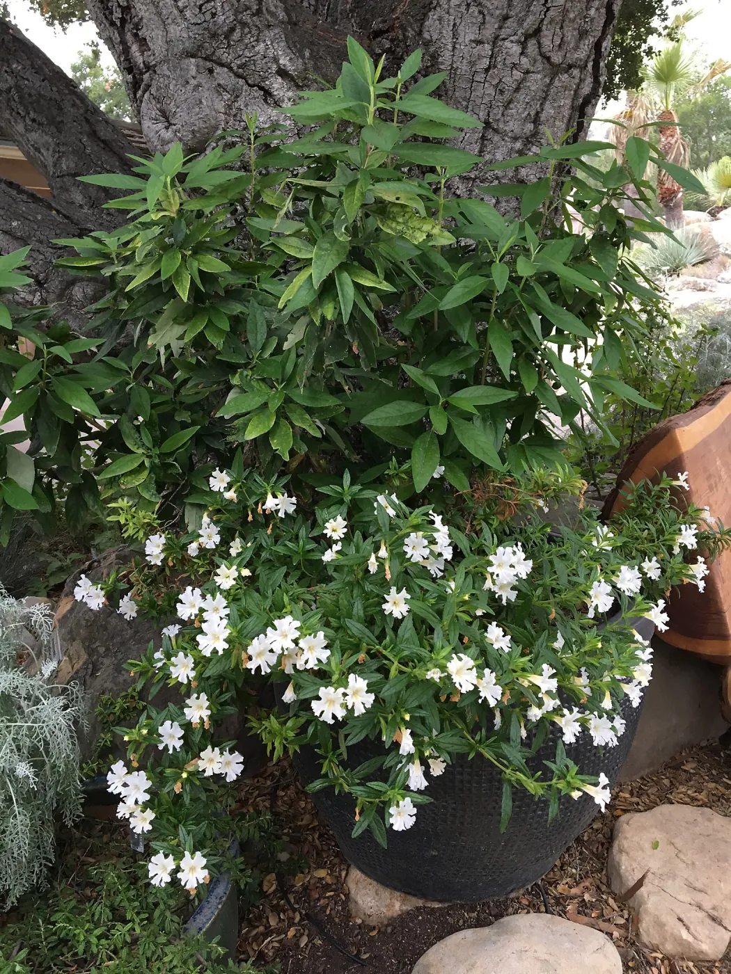 Mimulus â€˜Jelly Bean White' in container at the entrance