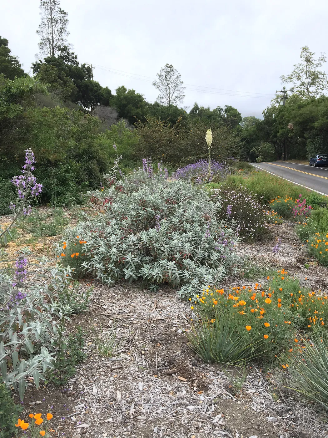 Salvia â€˜Desperado' at the Tunnel Triangle